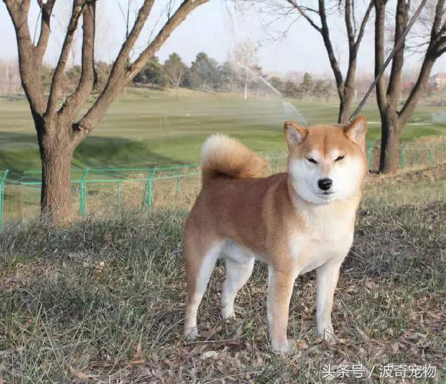 狗狗品种大全图片及简介,狗狗的所有类型品种大全介绍