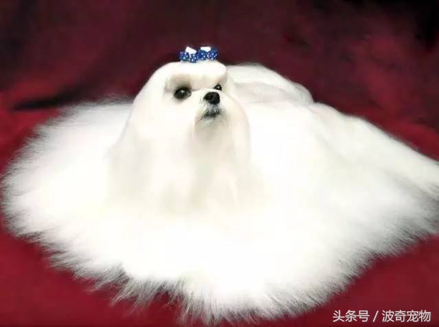 狗狗品种大全带你走进狗狗的世界,狗狗品种大全看看你认识几种