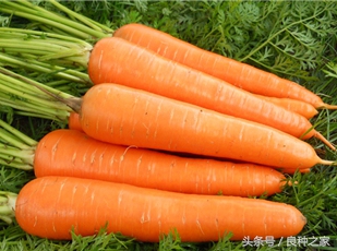 餐桌上常见的本土作物是什么,10种常见的粮食作物