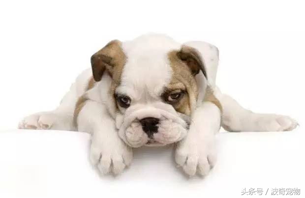 狗狗品种大全图片及简介,狗狗的所有类型品种大全介绍