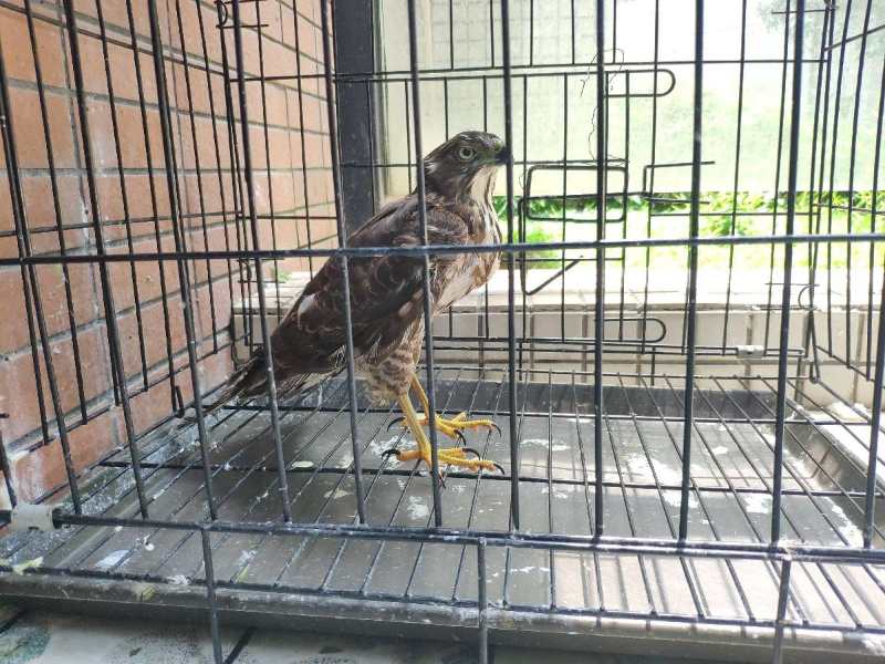 2017年商贩买了只怪鸟，卖150元都没人要，被抓才知是牢底坐穿鸟