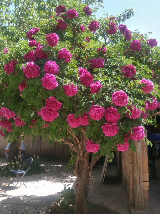 富贵花金玉满堂怎么栽培,6种长寿花能活一百年漂亮又吉利