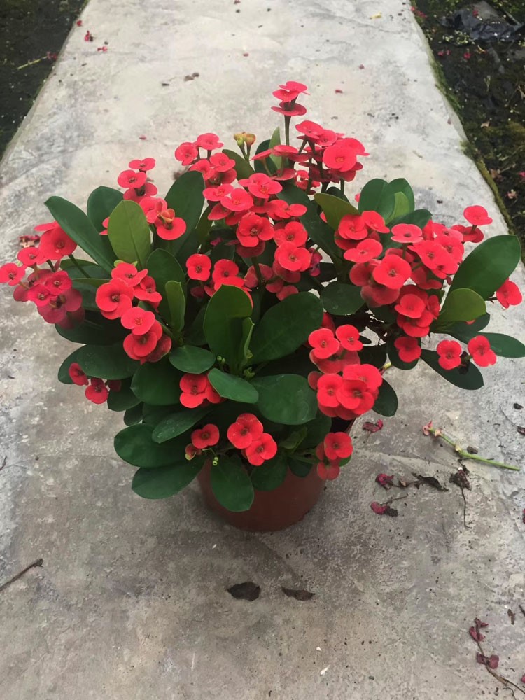 家里养的花怎么养才能旺,家庭养什么花好养不愿死