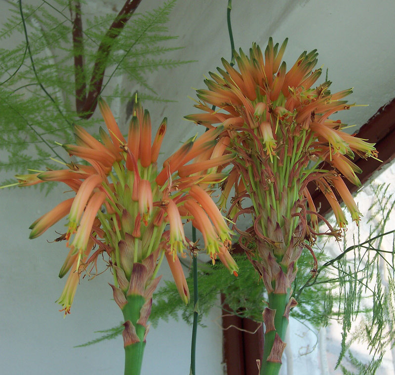 老人说三种花不吉利,这5种花适合老人养健康又长寿