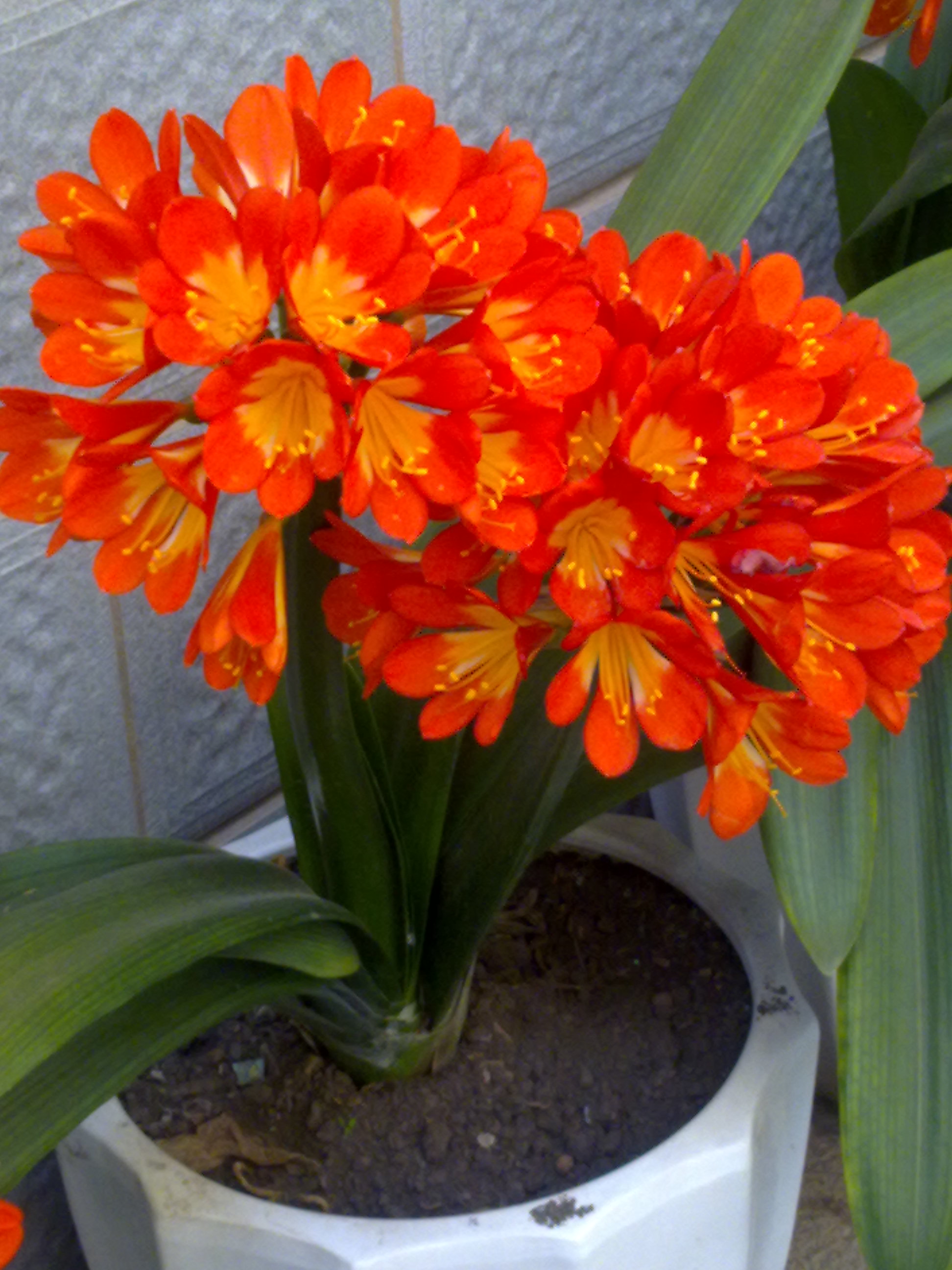 越养越吉利的三种花有哪些,玫瑰花老桩用大盆还是小盆栽培