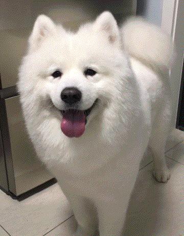 什么狗好养还不拆家还能保护主人,哪种狗不咬人不拆家智商高