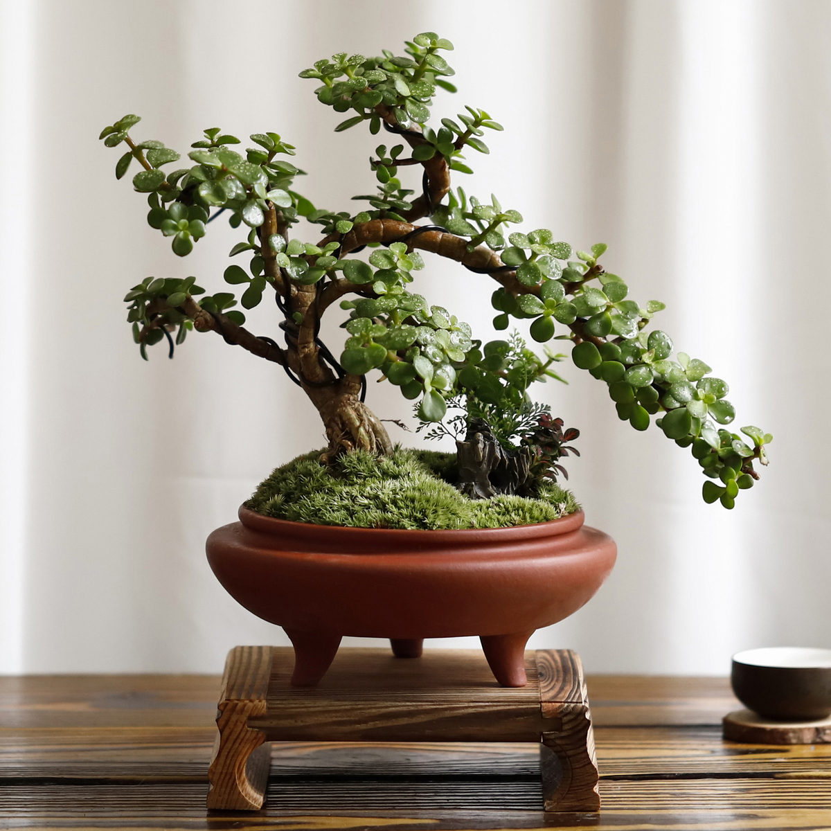 四种便宜又好养的花卉,一年四季最好养的盆景花