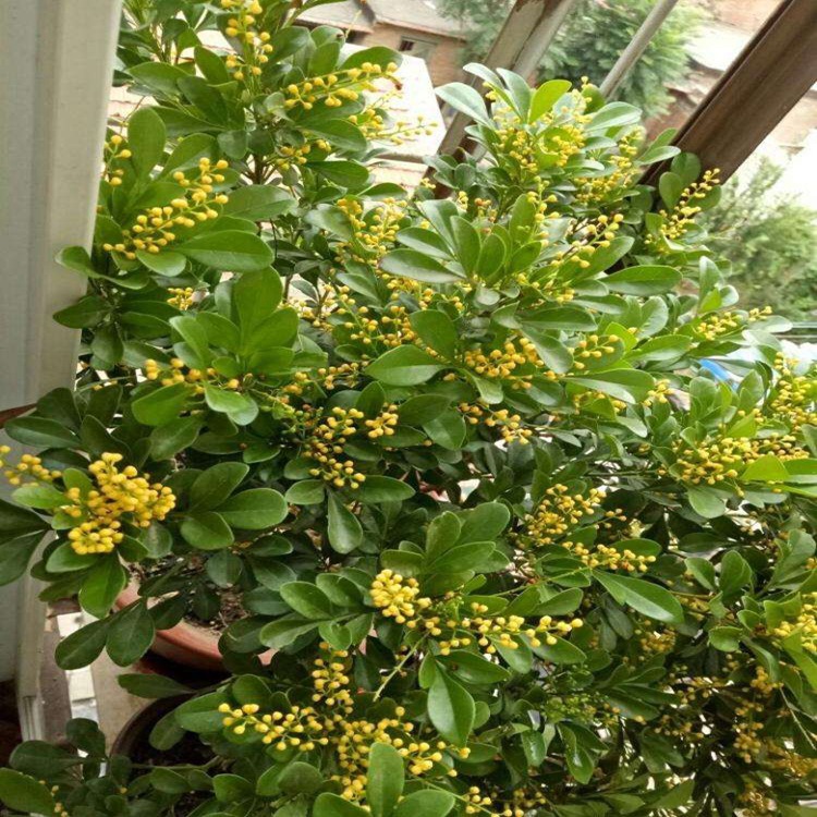 6种花旺财又养人,6种花养人又镇宅