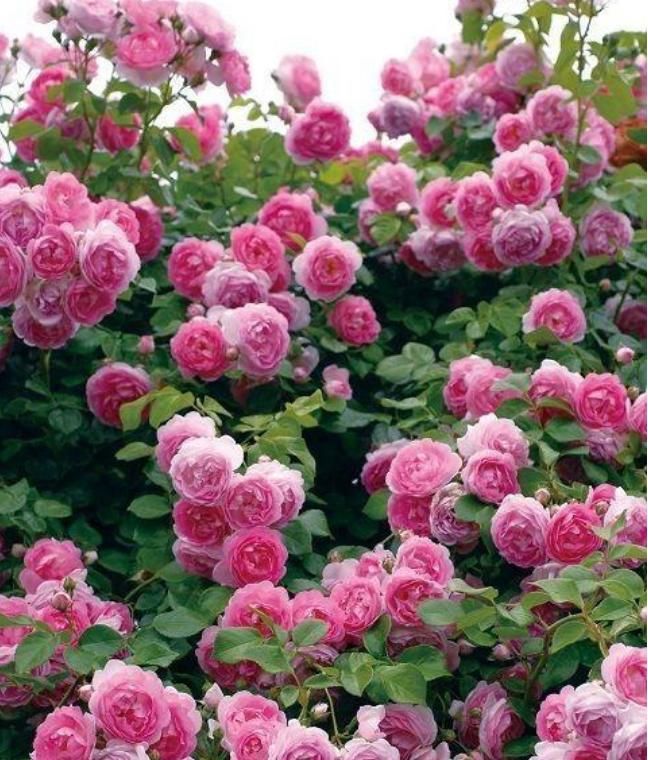 6种超有气质且唯美的爬藤花,3种极品爬藤花30天爬满庭院农村