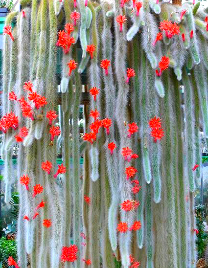 小盆栽多肉10个,5种多肉爱爆盆