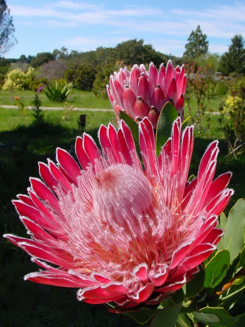 开花形状奇特的植物,一朵花开好久的植物