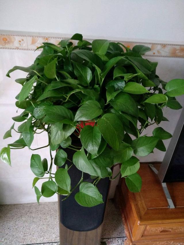 养花中出现小黑飞蚊怎么消除,养花有小黑飞怎么办