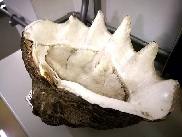 世界上最珍稀的珍珠贝壳,最大的贝壳珍珠