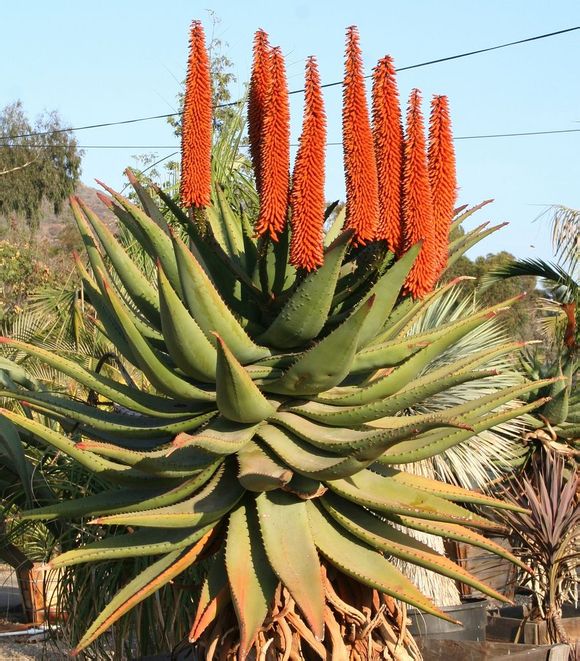 老人说三种花不吉利,这5种花适合老人养健康又长寿
