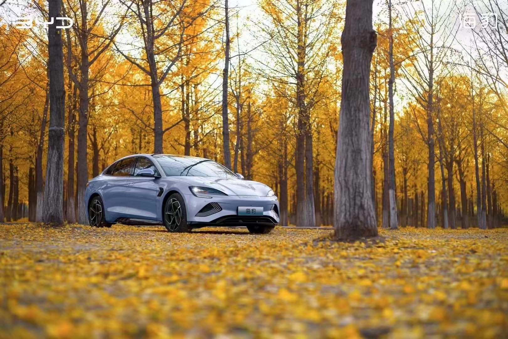 今年买车买什么车？当然是来邯郸南环比亚迪旗舰店买海豹喽