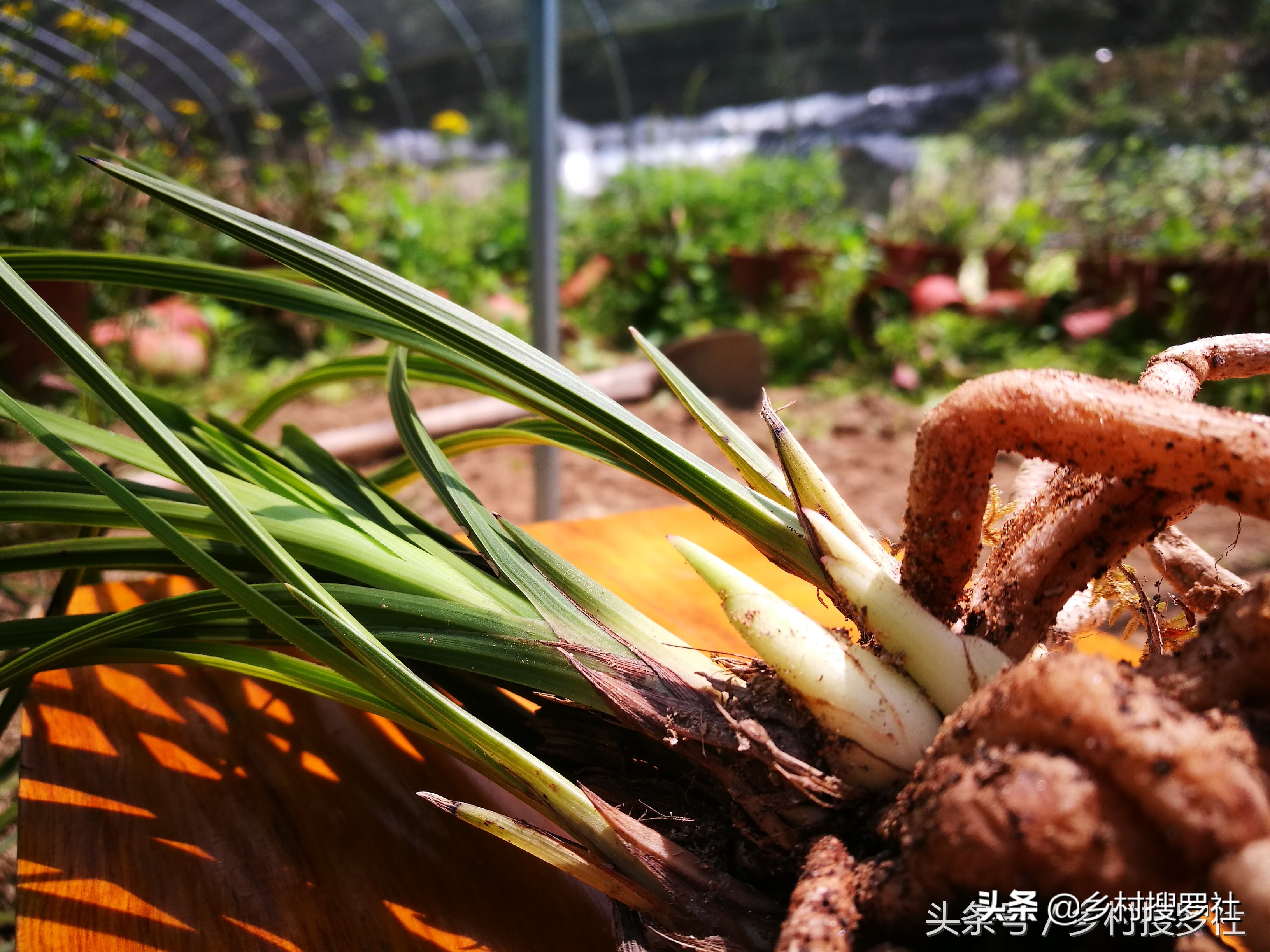 兰花不服盆的原因,为什么你的兰花总养死