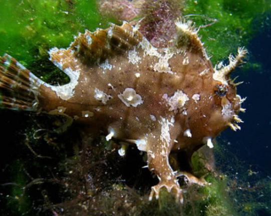 海水为什么不能直接饮用,海水为什么不能煮开喝