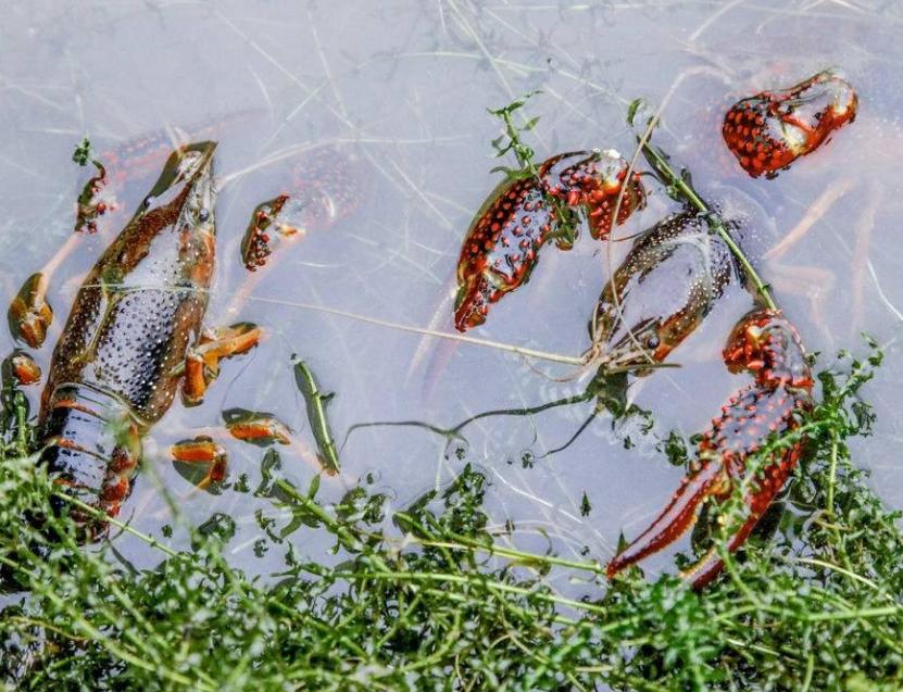 投放早春小龙虾苗注意哪些,小龙虾养殖技术方法和注意事项