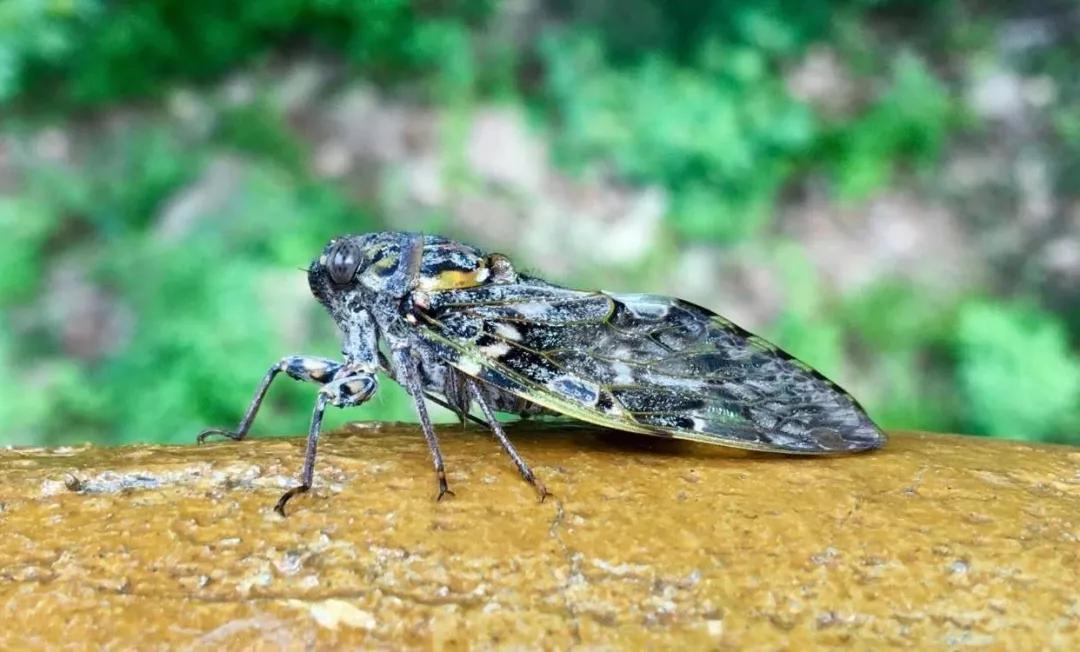 草树青翠虫鸣起，一枕清凉入梦来