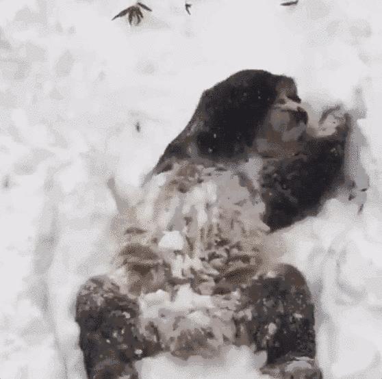 外国人到底有多喜欢熊猫啊,外国人真的很爱熊猫吗