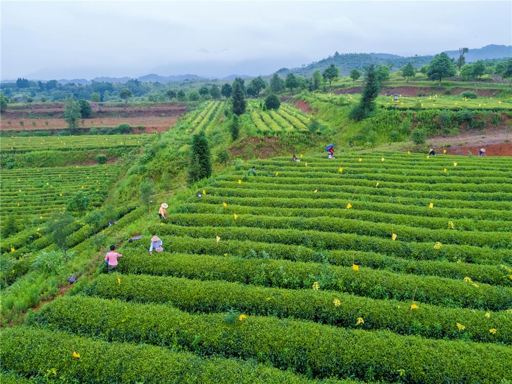 传统村落回头岭村 (中国传统古村落黄岭村)