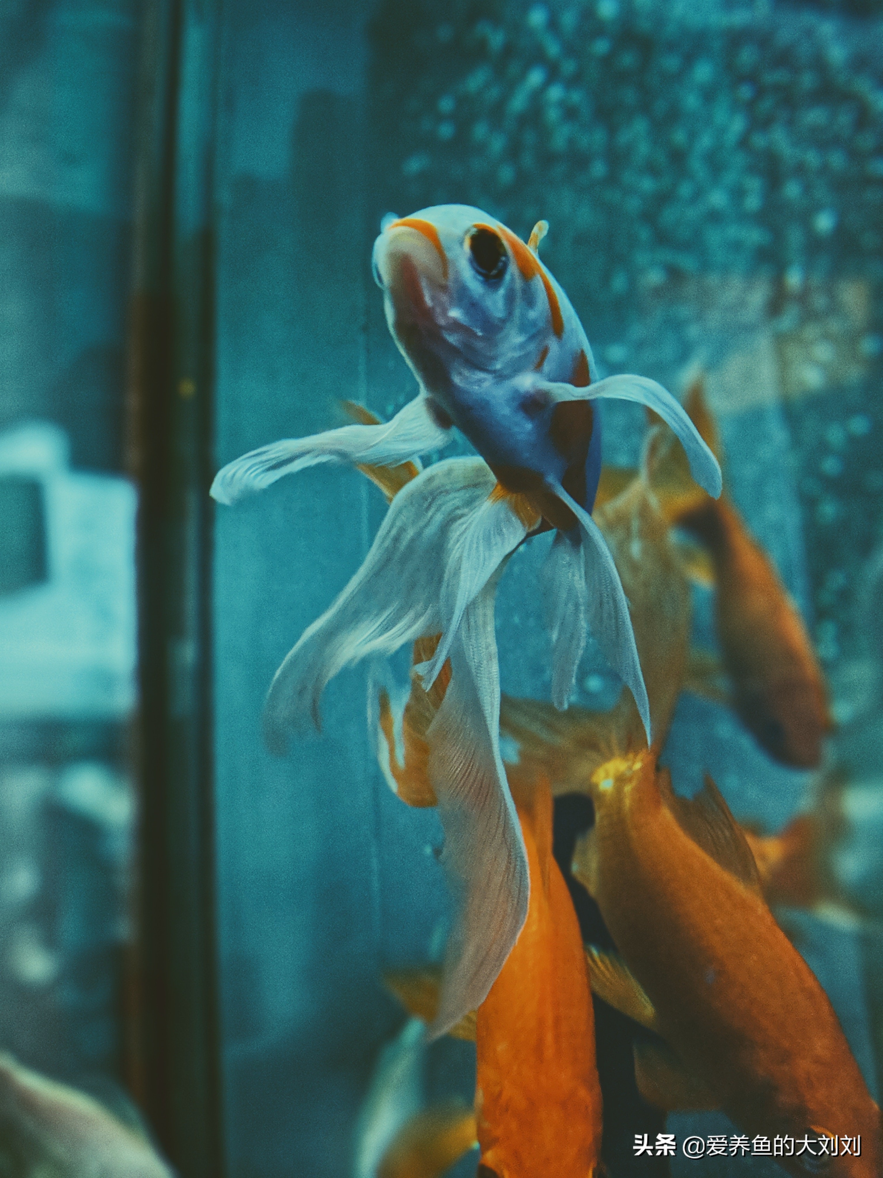 冬季金鱼吃什么饲料好养,金鱼都喂食什么饲料比较好