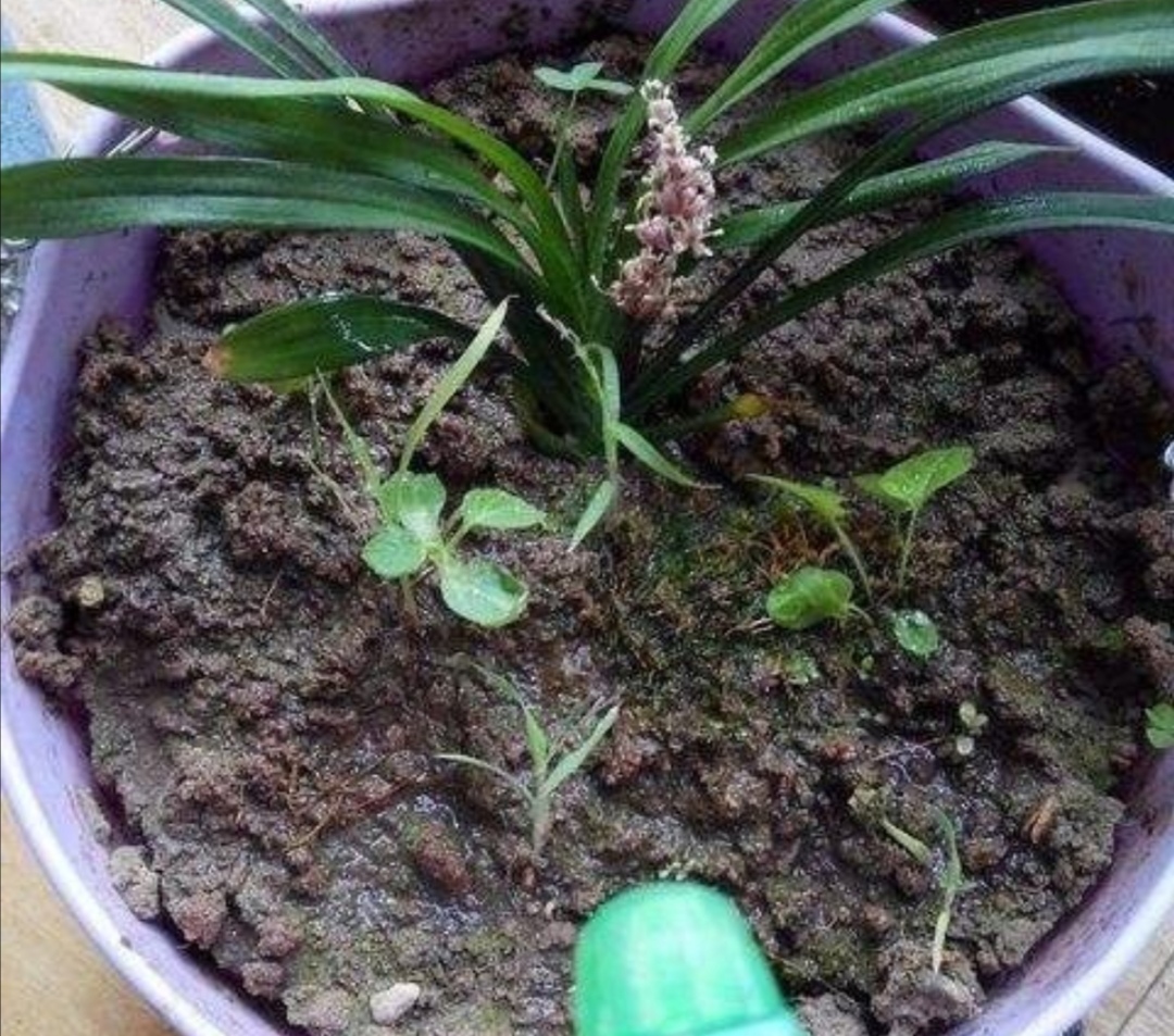 盆土浇水不积水的方法,土太硬了浇不透怎么办