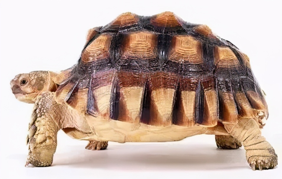 龟类纪录片,龟类图片