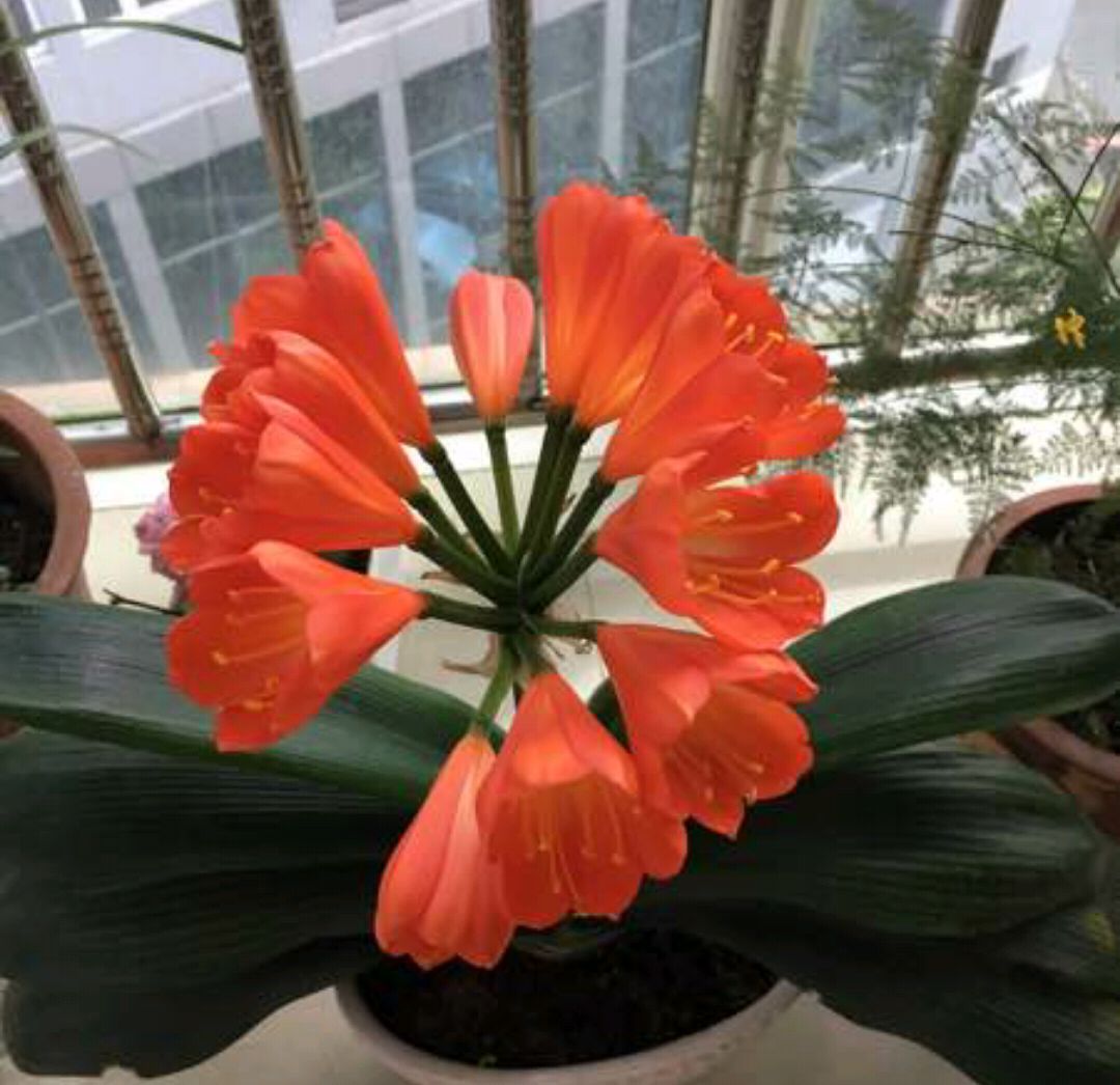 君子兰授粉后怎样判断授粉成功,君子兰是自然授粉还是人工授粉