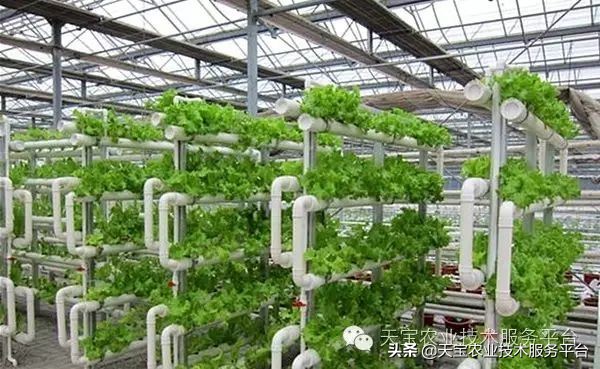 有关无土栽培的视频,无土栽培营养液配制和管理要点