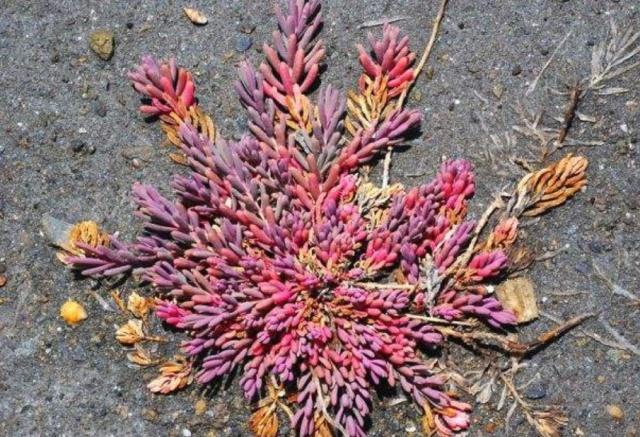 翅碱蓬为什么秋季变红,翅碱蓬退化