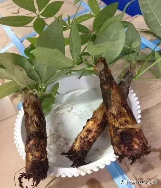 养发财树一定要注意以下几点,发财树容易被浇死