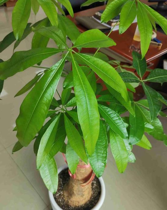 发财树长得慢怎样施肥,发财树叶片旺盛怎么打理