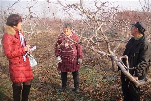 几月份蚧壳虫难治,蚧壳虫最有效治疗法