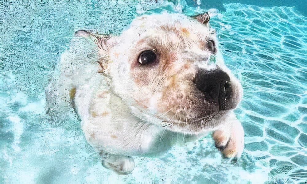 法斗中暑后没呼吸还能抢救过来吗,法斗狗狗中暑死亡了