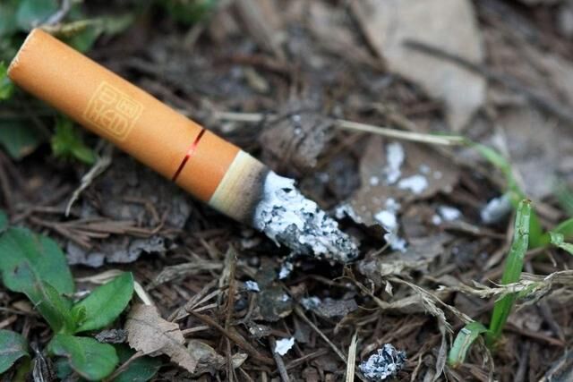 养花有小黑飞的最佳治愈方法,养花出现小黑飞怎么处理