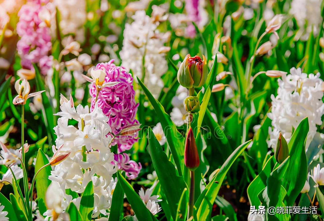 哪些花气味有毒不能养,哪10种花有毒