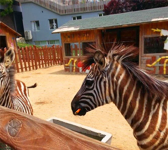 大连儿童节好去处,大连景区儿童节免费