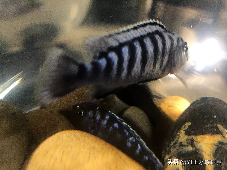 慈鲷太凶不想养了,养慈鲷注意事项