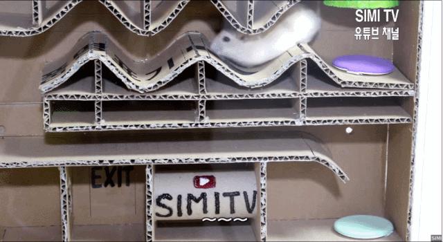 身价300万的仓鼠外网走红！住3层电梯豪宅，丰富娱乐，人不如鼠啊