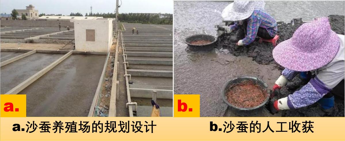 沙蚕活饵可以钓淡水鱼,天然钓饵活沙蚕