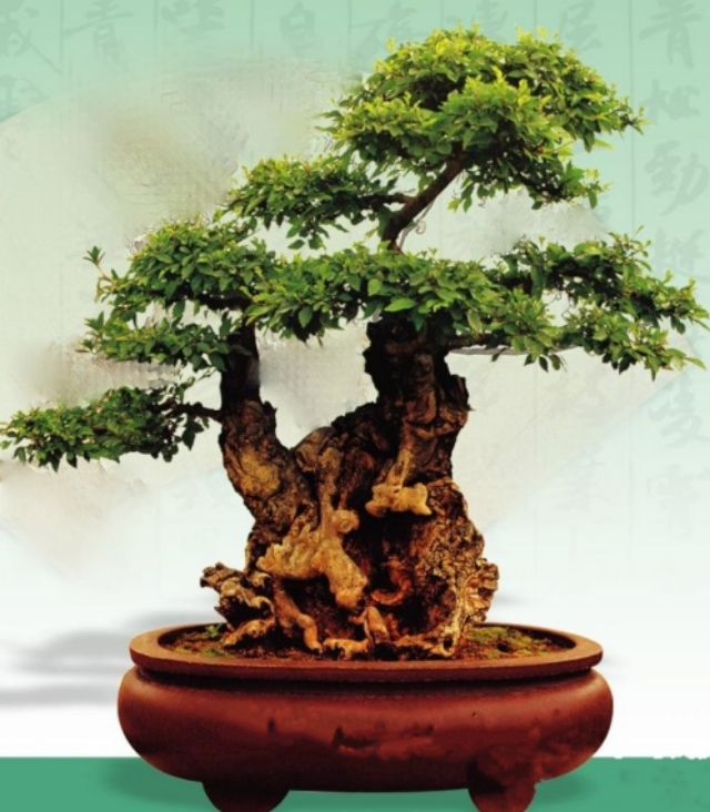 农村山上制作盆景的老树桩,农村盆景原材料