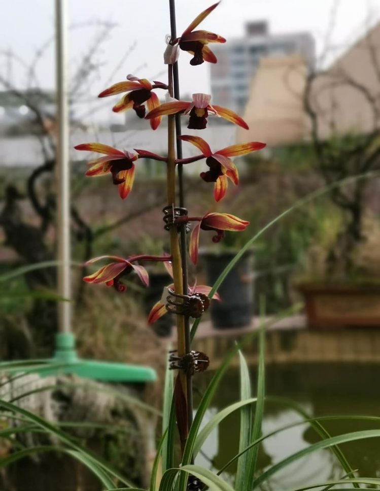 贵州蕙兰顶级花,贵州蕙兰珍稀品种