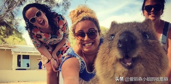 为什么我们会微笑？10个关于微笑袋鼠的萌萌秘密
