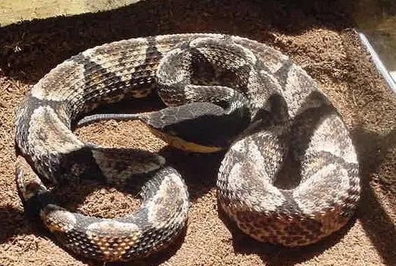 南方九大毒蛇是哪九种,岳阳十大毒蛇