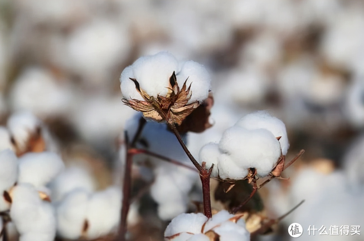 别就知道抱着自己取暖，这5款“贴心小棉被”睡了的都说好