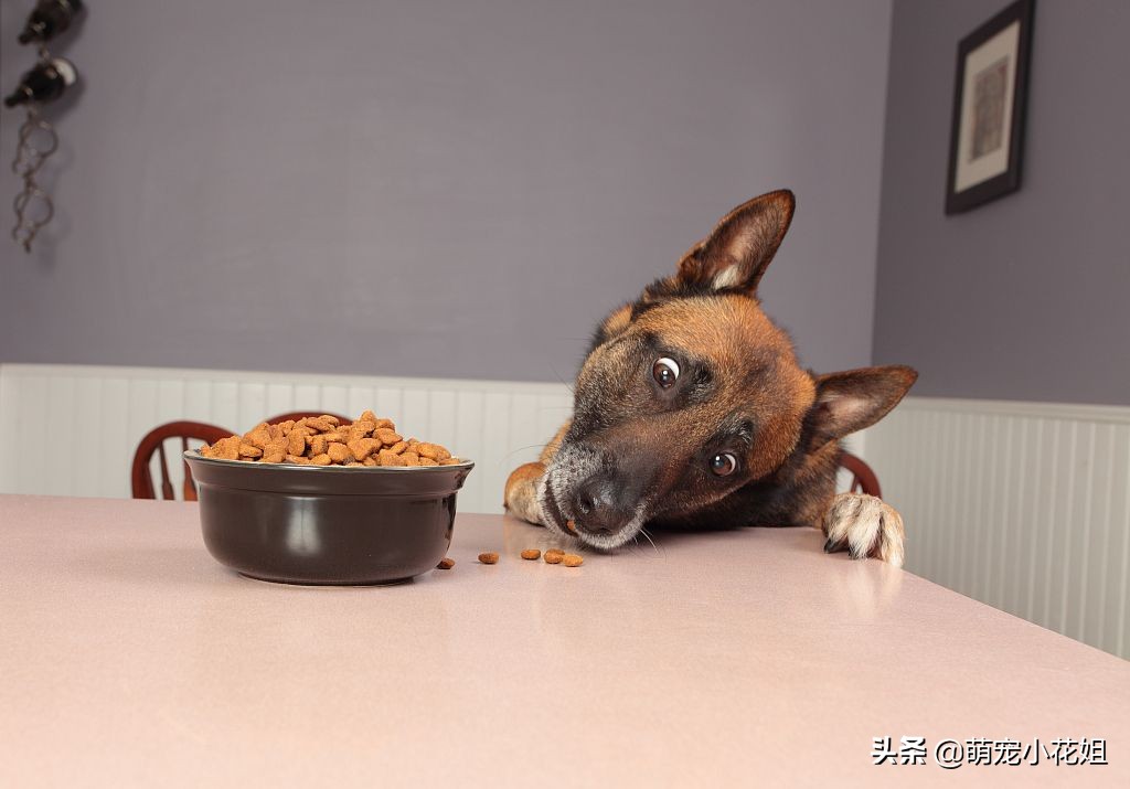 如何辨别狗粮好坏和选择的方法,狗粮泡水里怎么确认是好狗粮