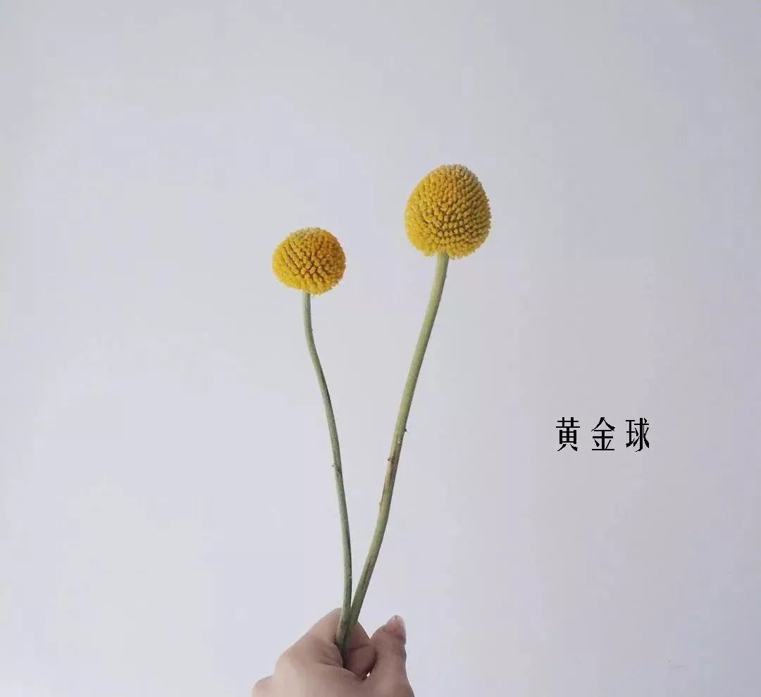 花店里同款的两种不同价格的花材,花店最容易被顾客误解的几种花材