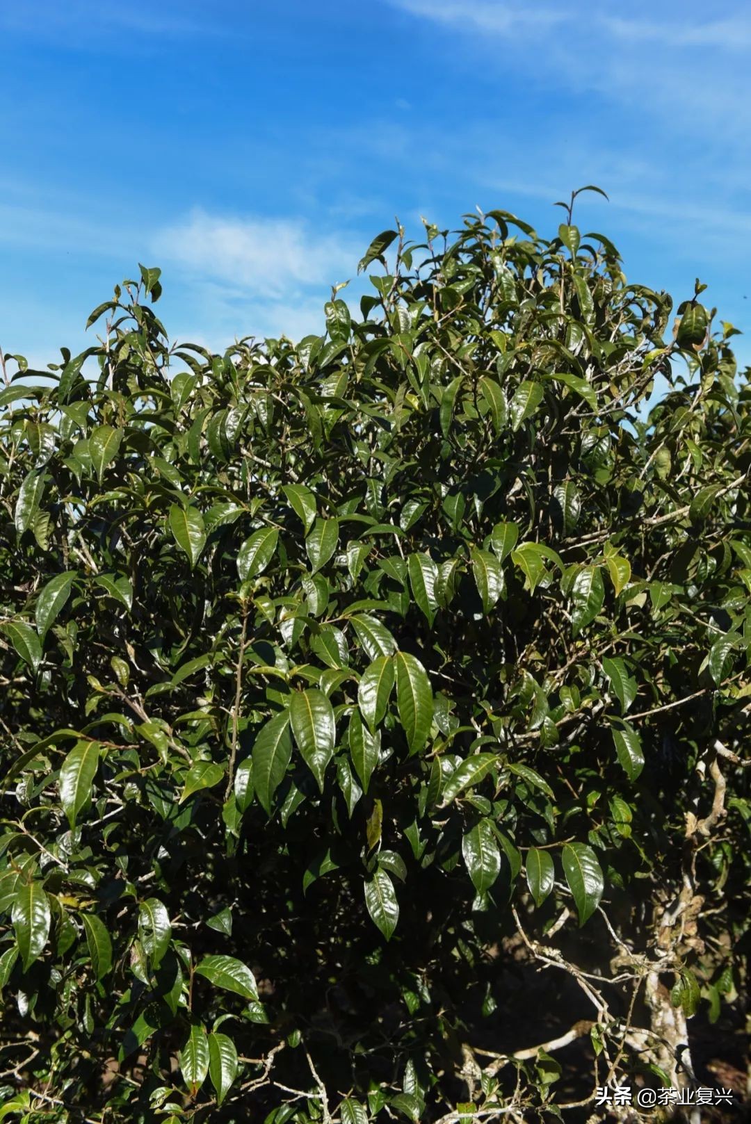 老班章熟茶的口感和特点,老班章熟茶中哪个比较好喝