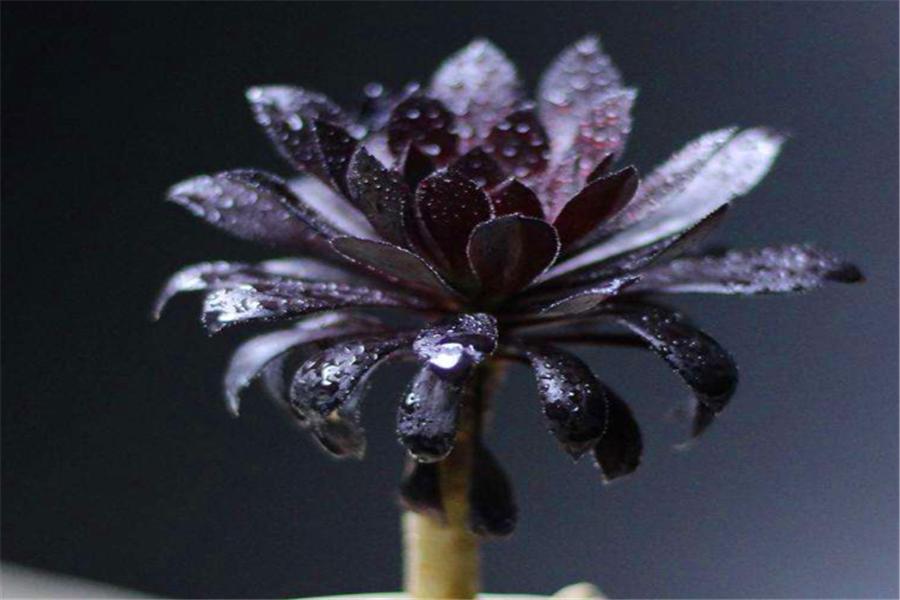 多肉黑法师如何修枝,养黑法师怎么上色